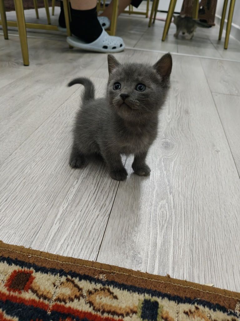 Отдаем котят в хорошие руки.