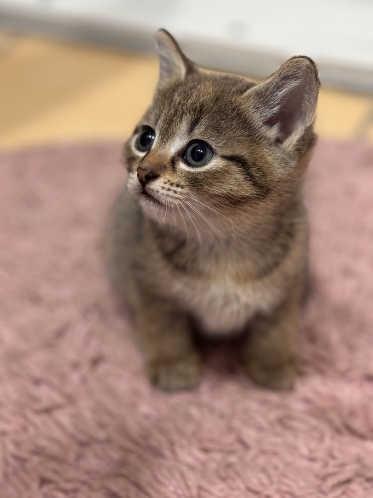 Отдам котят в добрые руки