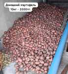 Продам домашний картофель
