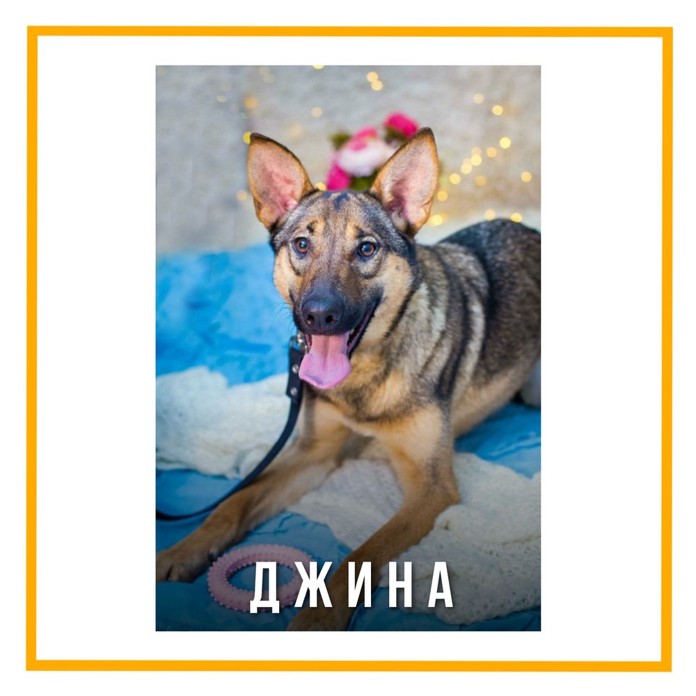 Собака Джина в самые добрые и заботливые руки