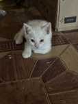 Марқалар (котенки) тегін