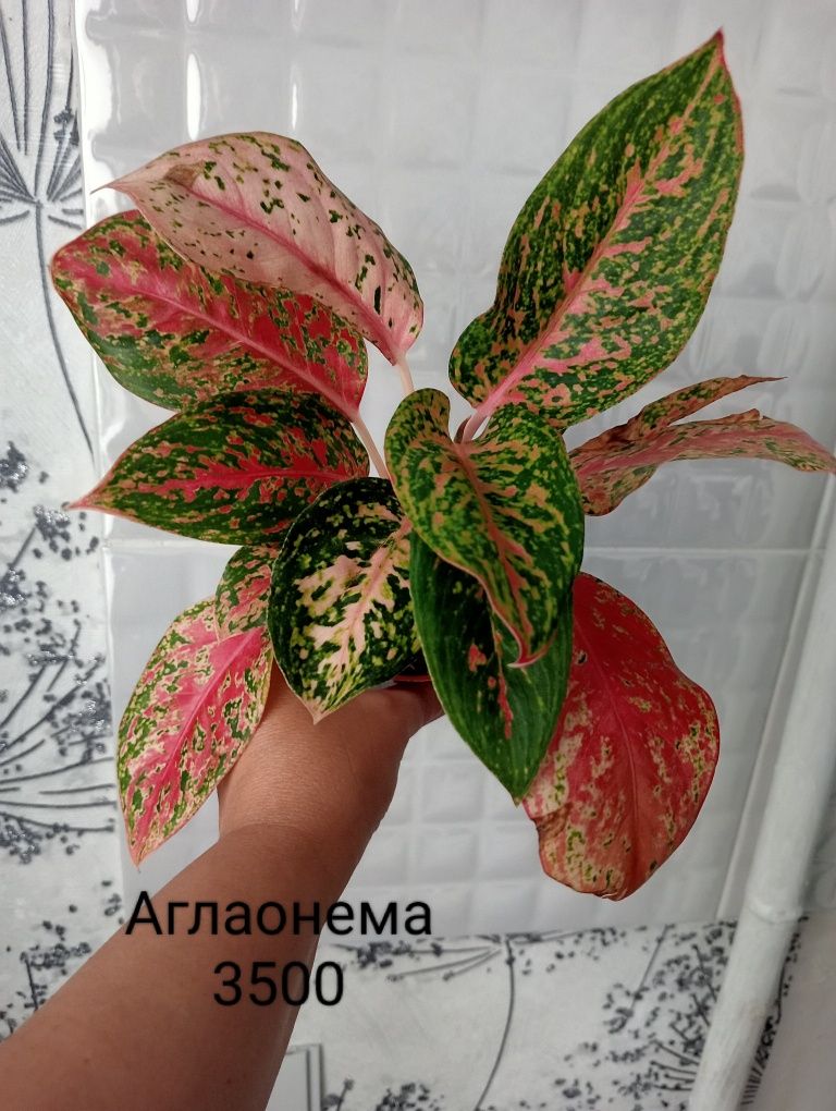 Диффенбахия, Цикас