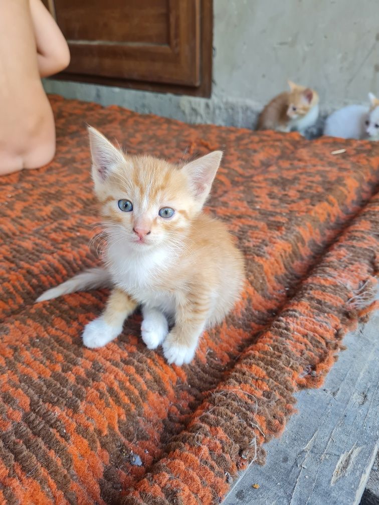 Котёнок кошка отдам
