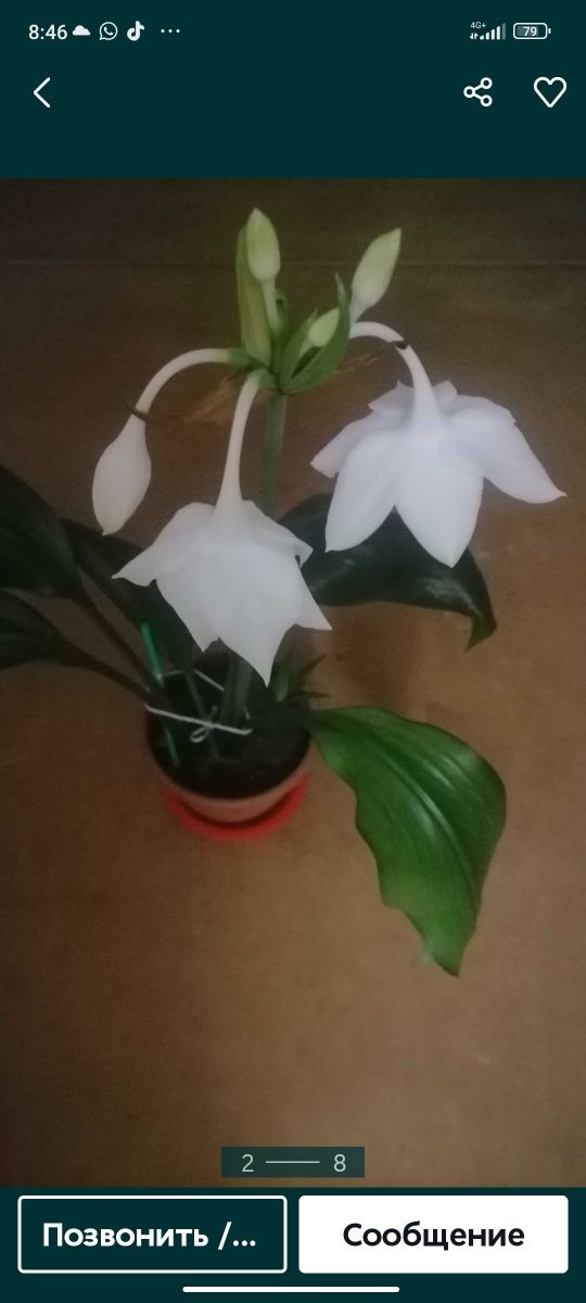 Продам  разные. красивые цветы. для. сада ,  офиса ,  дома