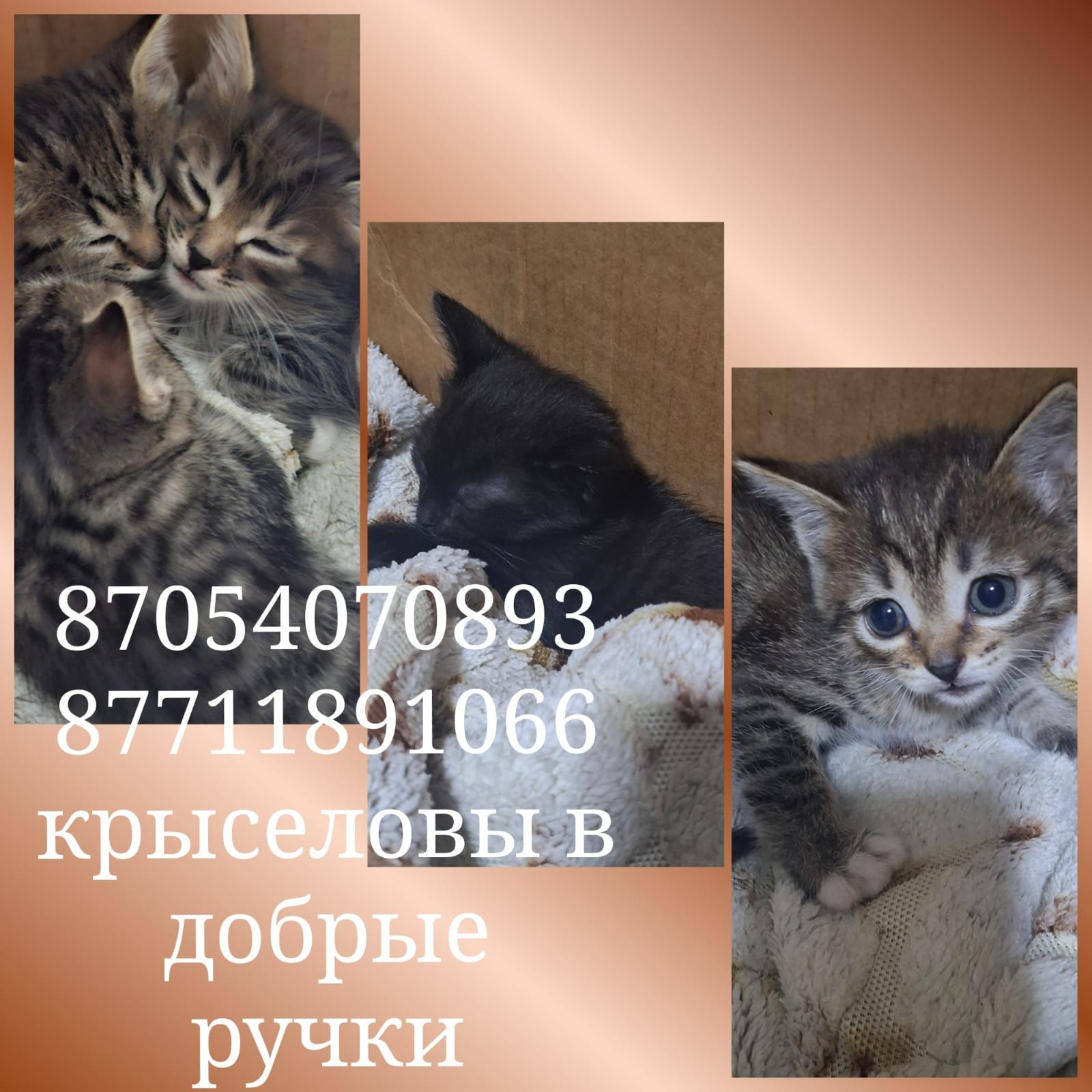 Отдам котят в добрые руки