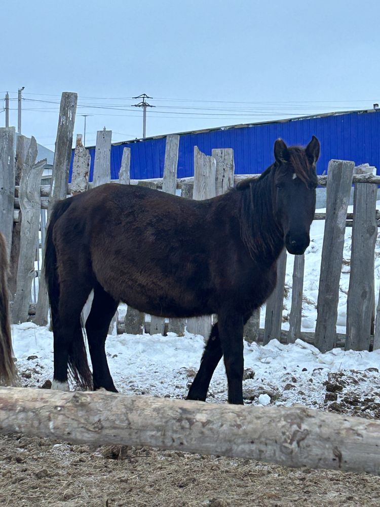 Продам молодую кобылу