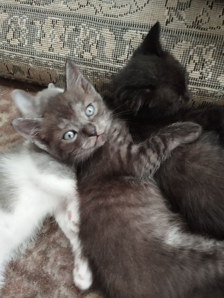Котята, два мальчика и две девочки