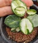 Хойя.  Hoya cv.mathilde variegata. 
Алматы.