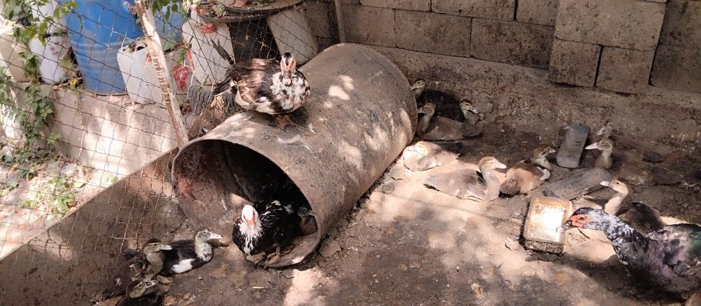 Продам уток срочно