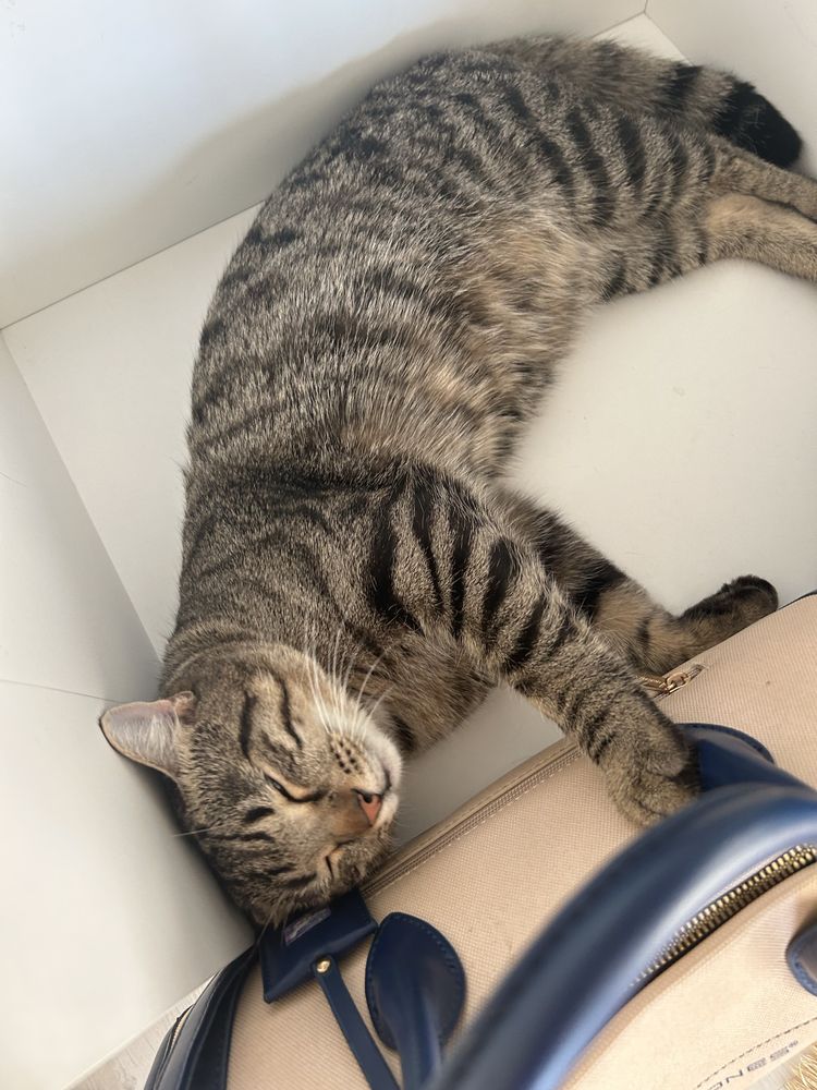Отдам кота в хорошие руки