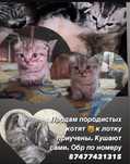 Продам породистых котят