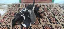 Котята трёх месячные