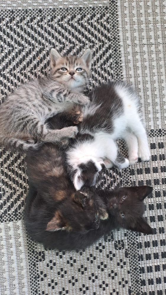 Котята  в добрые руки