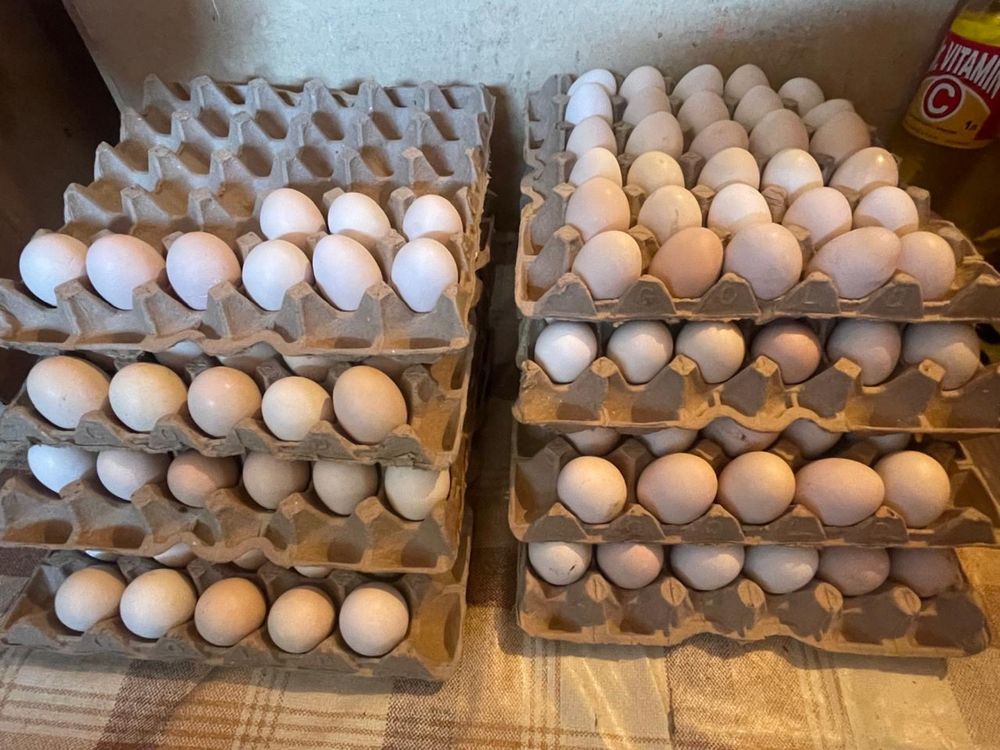Яйцо куриное , свежее,домашнее,яйца деревенские,купить яйцо