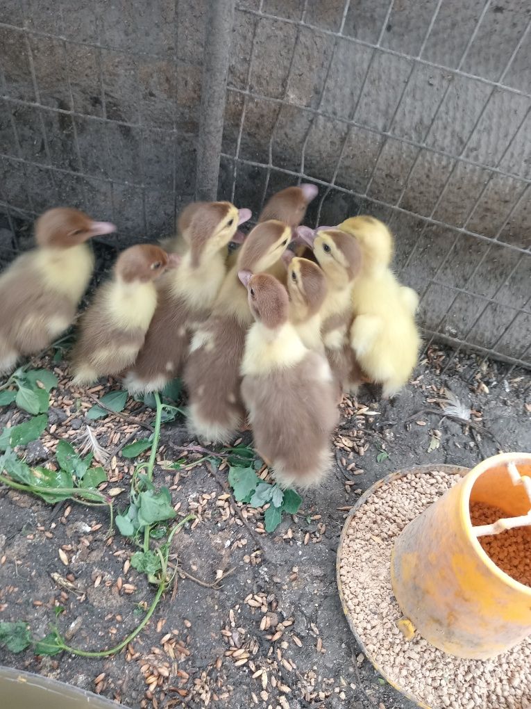 Продам индоутят 3 суточных.