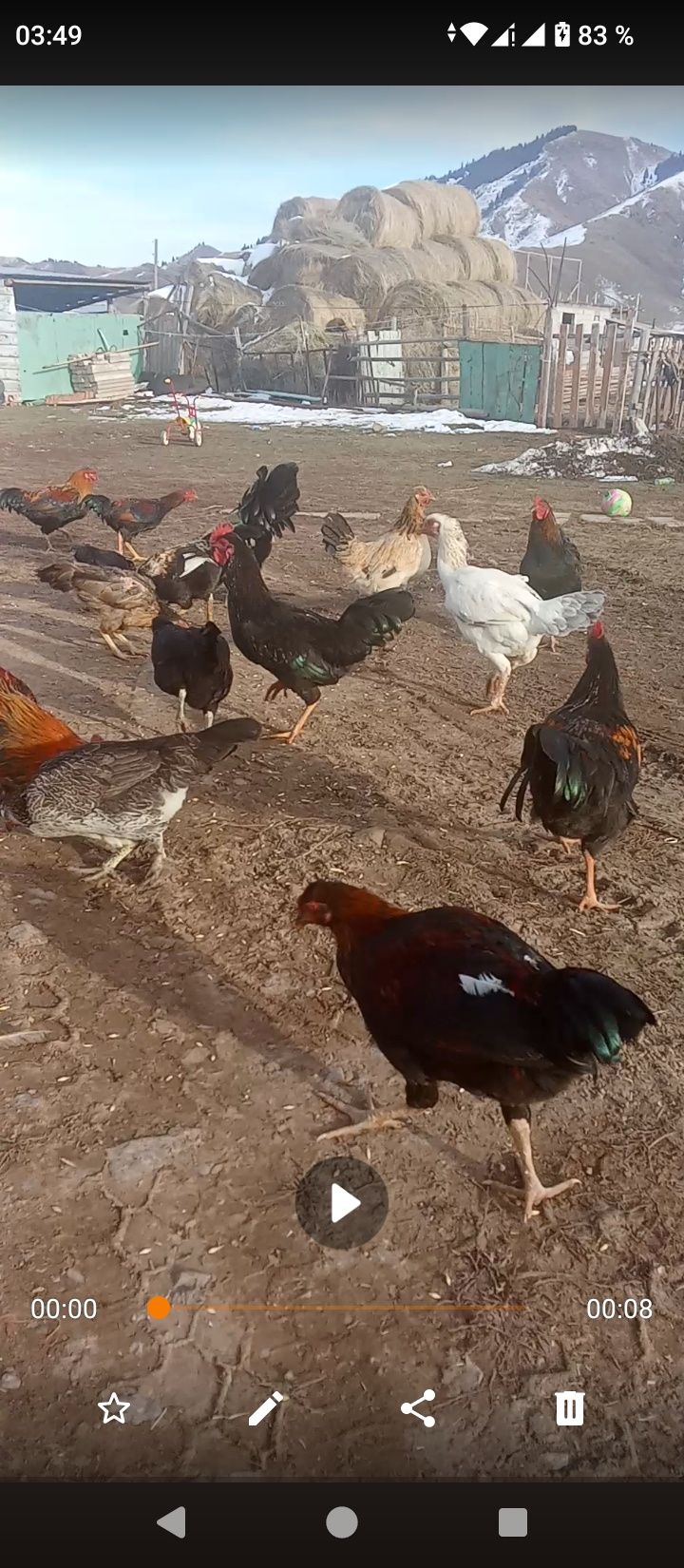 Куры петухи обмен дакан