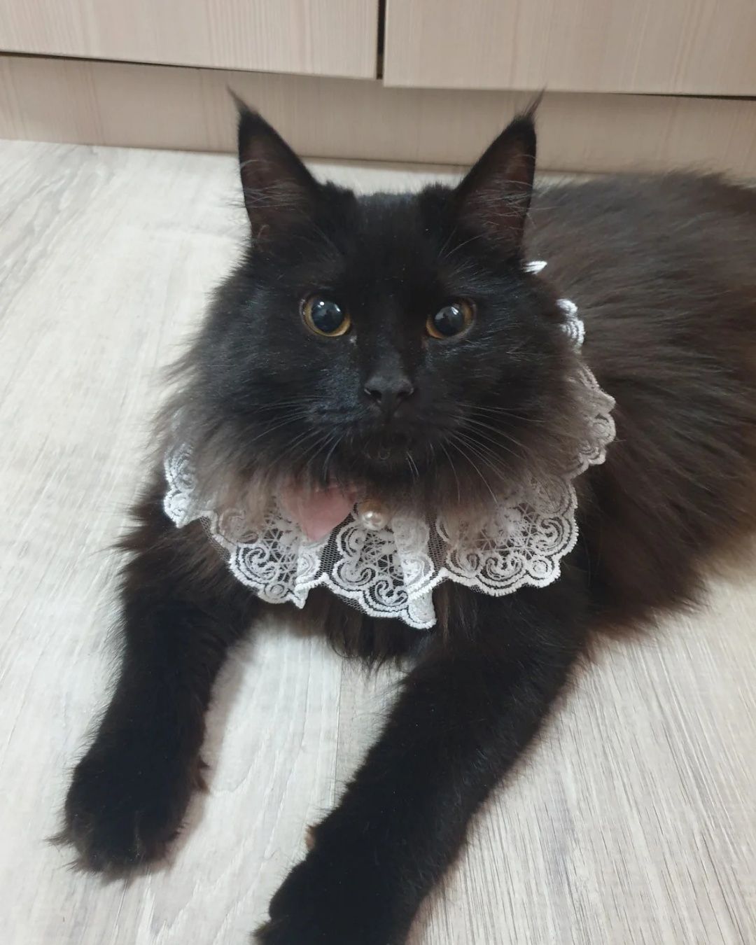 Ищет семью кошечка!
