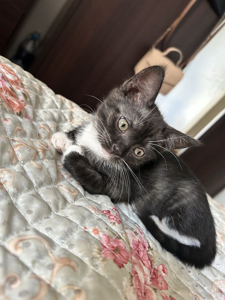 Милые и игривые  котята ищут дом