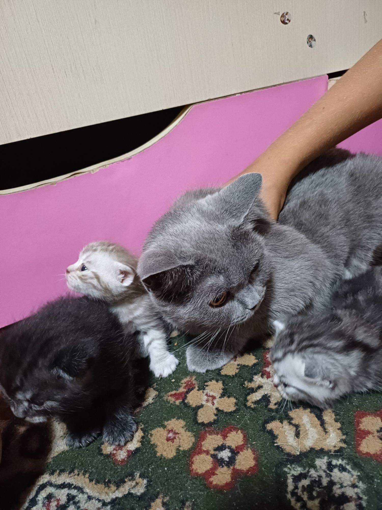 Продам британских котят