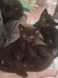 Котята чёрные красивые