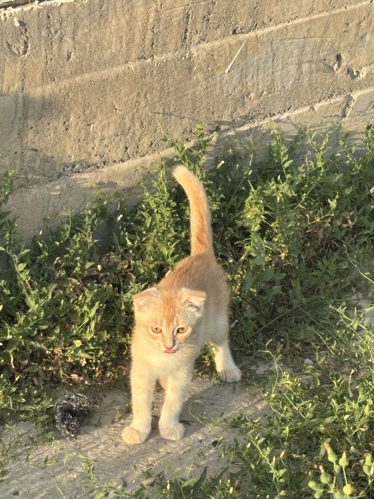 Котенок бесплатно