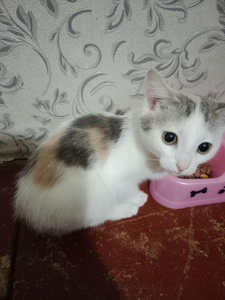 Отдам котенка девочку в добрые руки