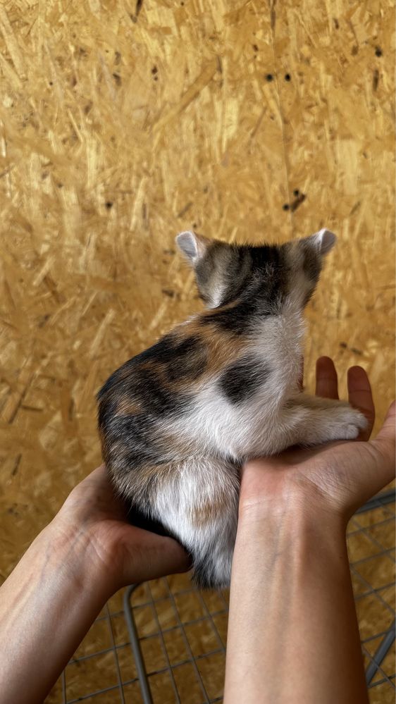 Котята 2 месяца девочки