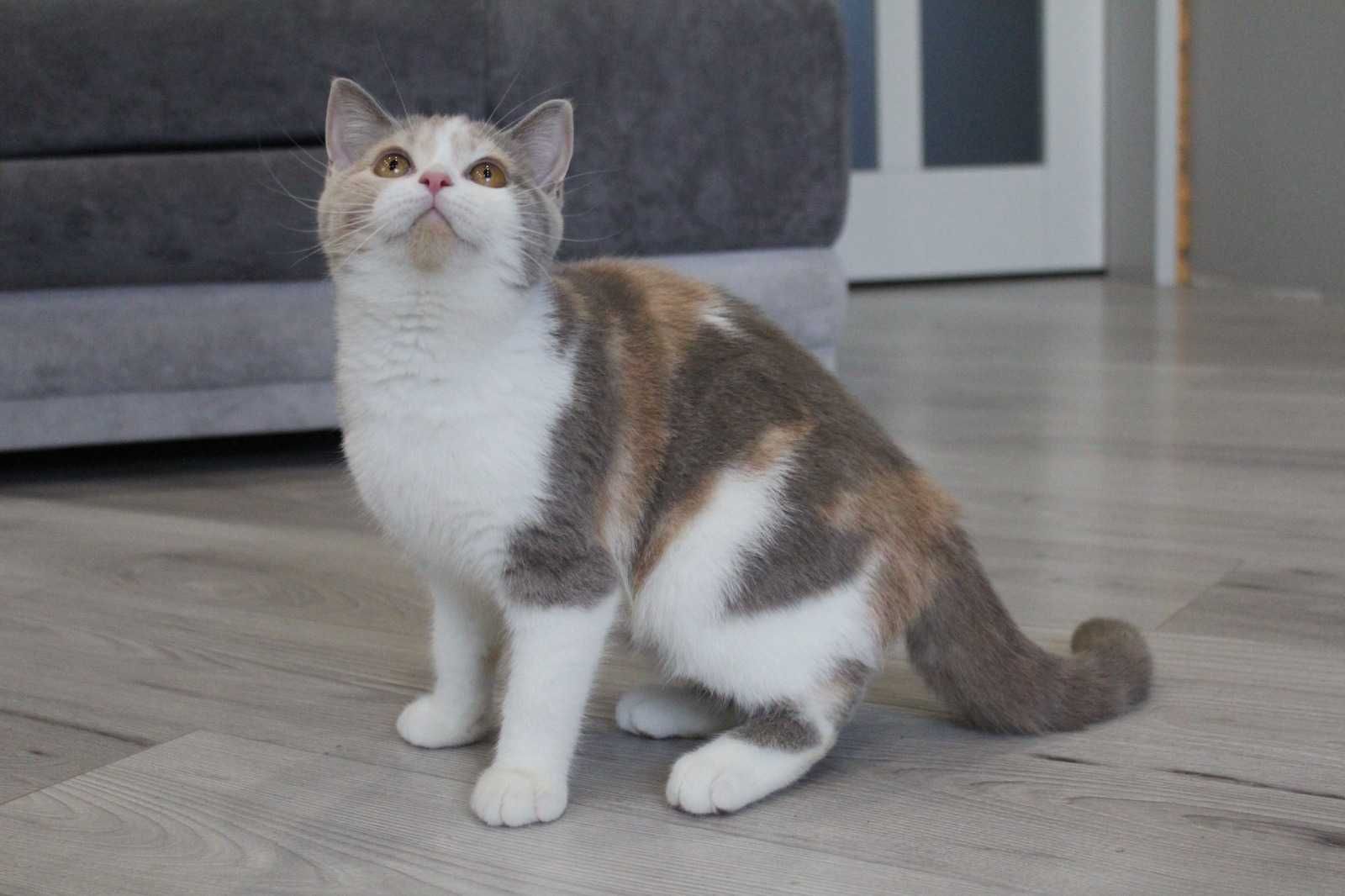 Продажа чистокровных котят