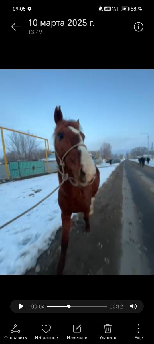 Айғыр сатылады жаксы