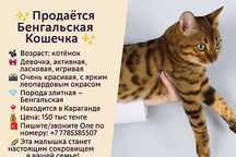 Продам бенгальскую кошку