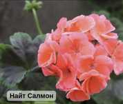 Пеларгония зональная