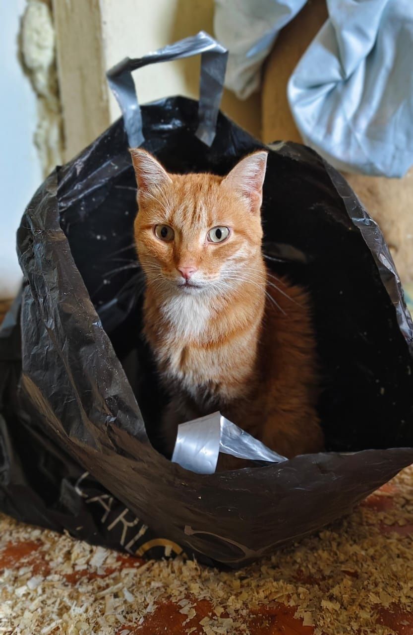 Рыжий молоденький кот