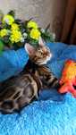 "ЧУДО" котик Бенгальский . 12 мес