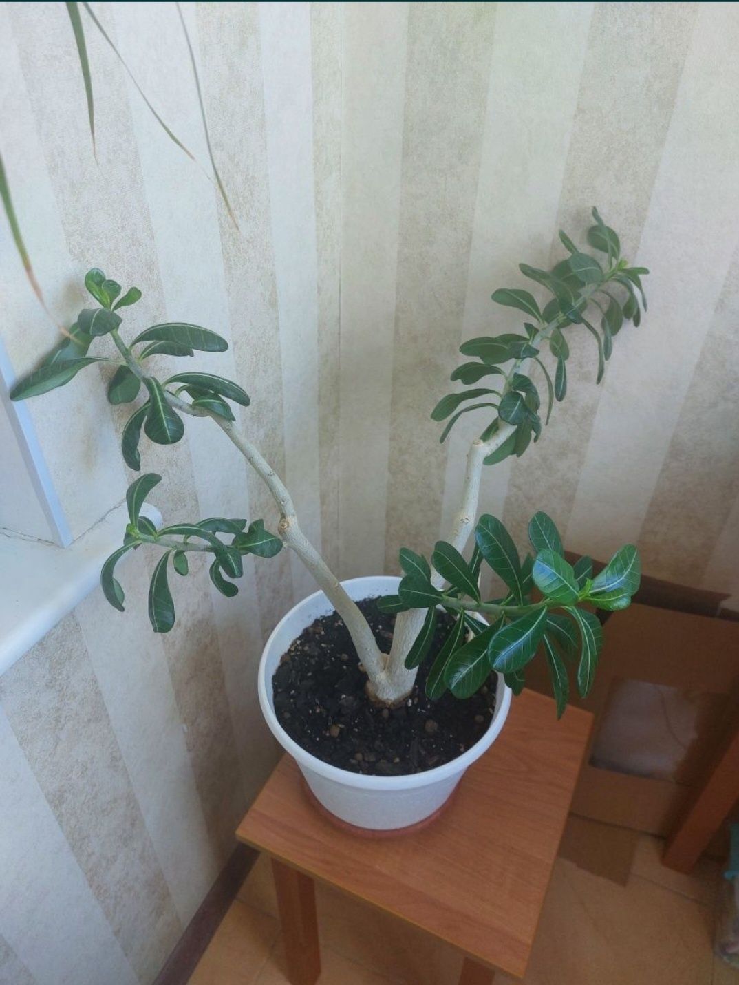 Комнатные   цветы