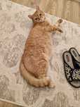 Отдам кота в добрые руки (только в квартиры)