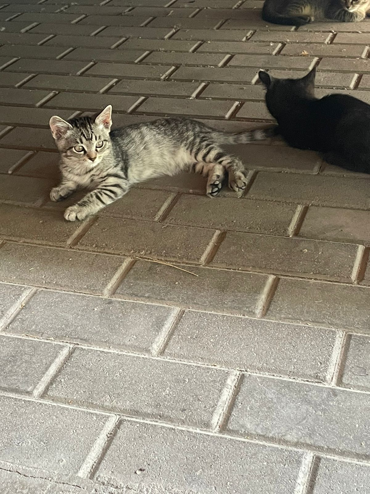 отдадим котят крысрловы в хорошие руки 2месяца