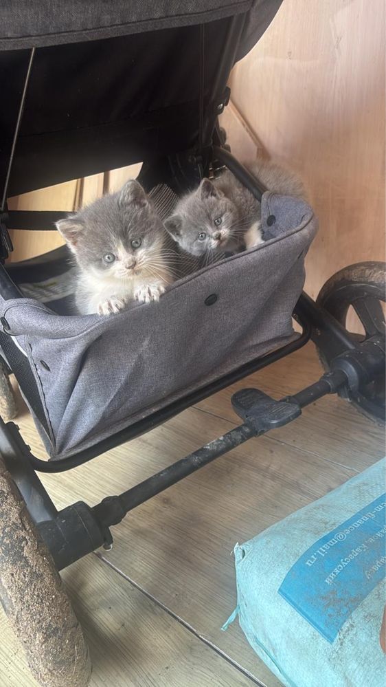 Отдам котят бесплатно