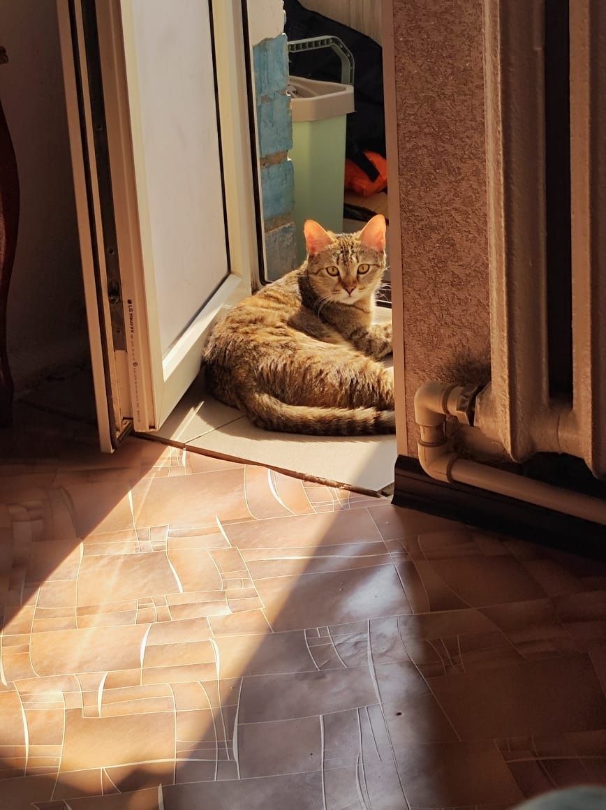 Отдам кошку в добрые руки!