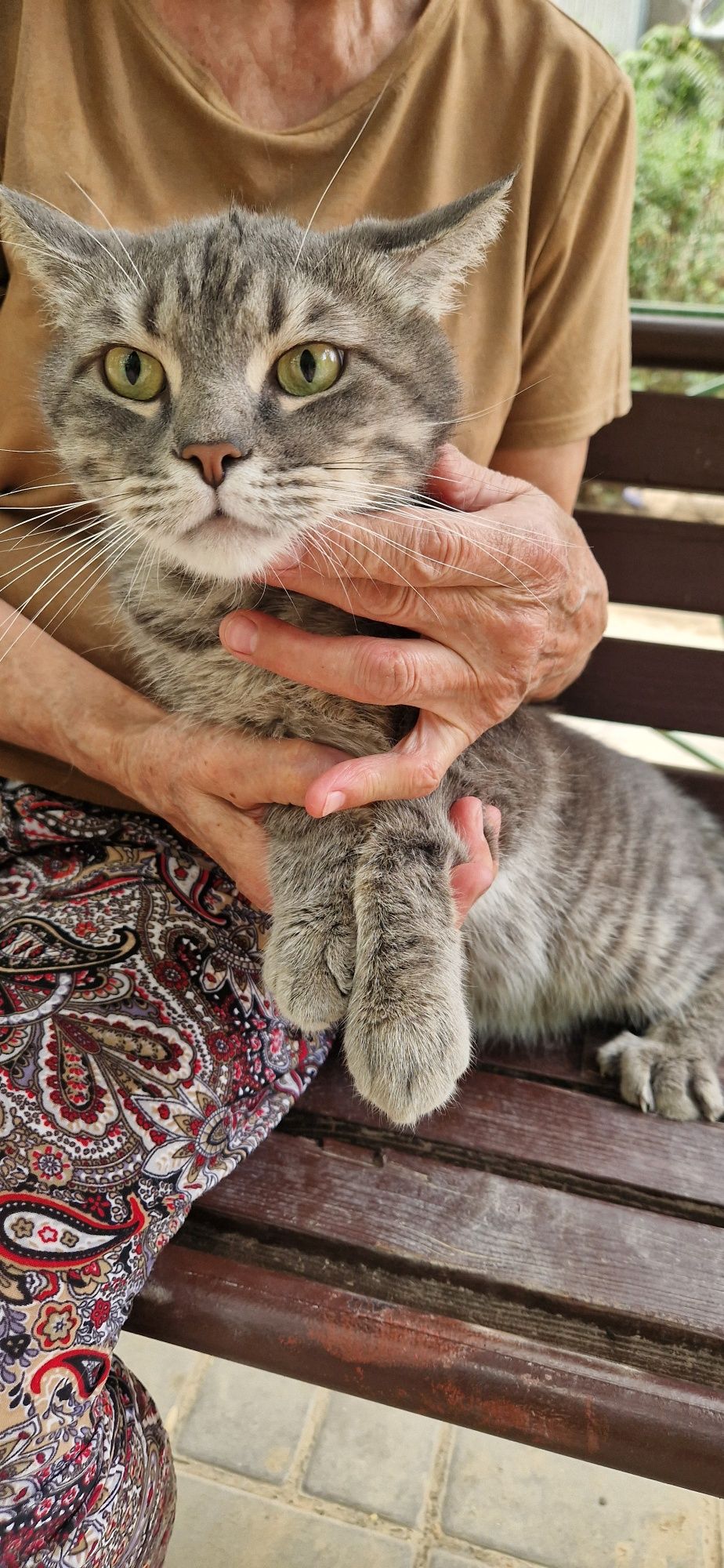 Красавец кот ищет дом