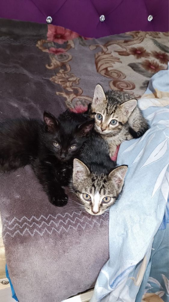 Отдам котят в хорошие руки