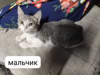 пожалуйста заберите котят