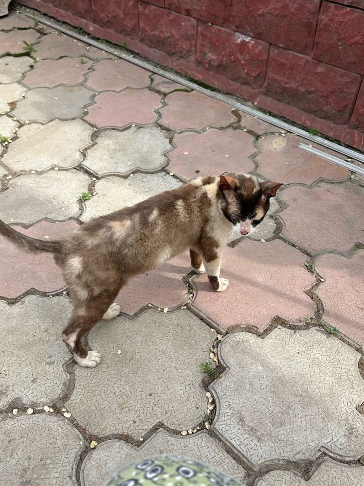 Отдам котят породистых