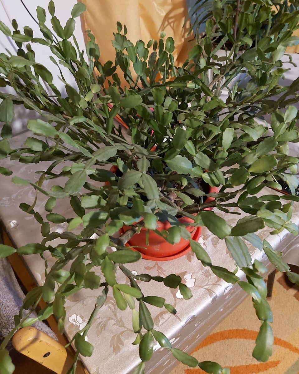 Декабрист и Алое