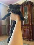 Котята 1.5 месяца отдам бесплатно