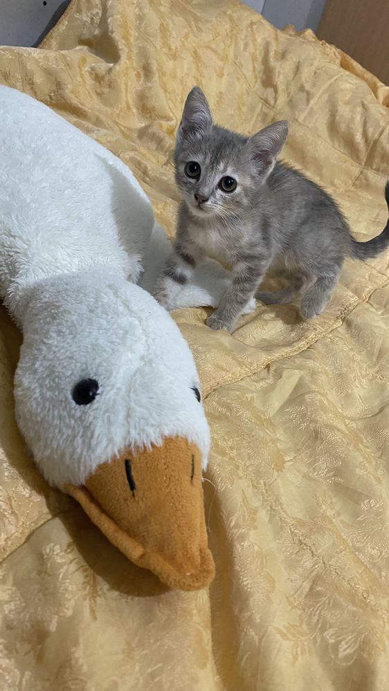 Отдам котят в добрые руки