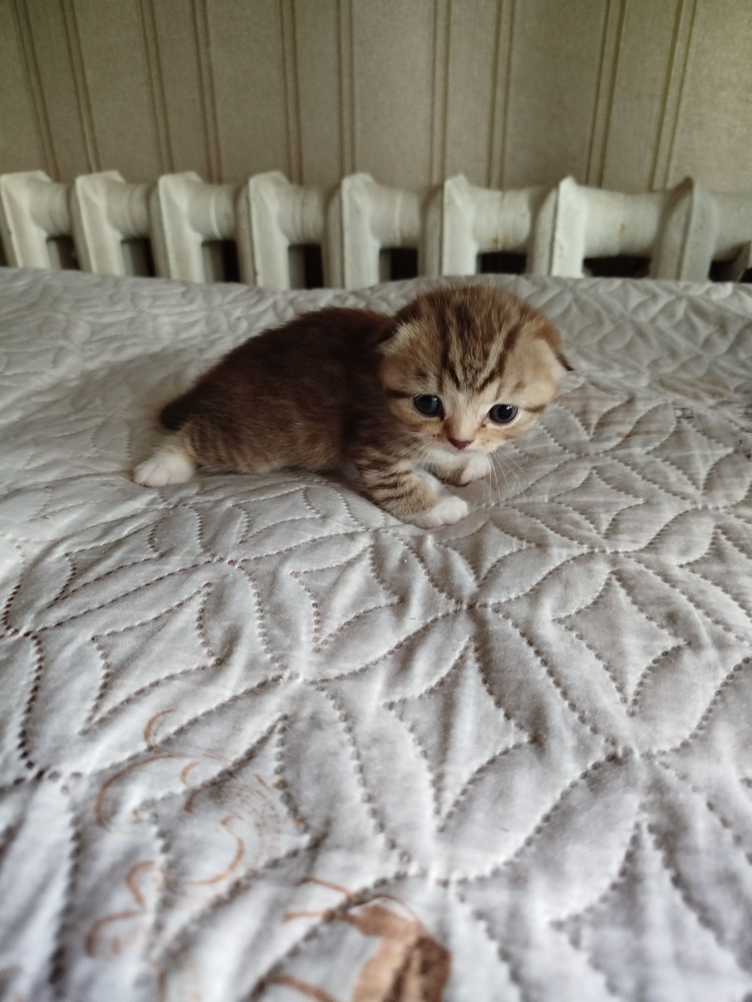 Продам кошечку британку