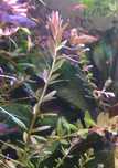 Ротала индийская (Rotala indica) - аквариумное растение