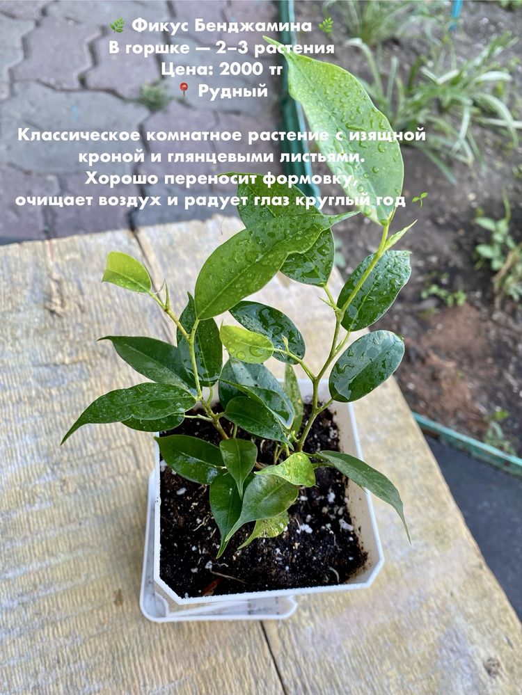Продаю излишки комнатных растений.