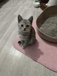 Котик в хорошие руки