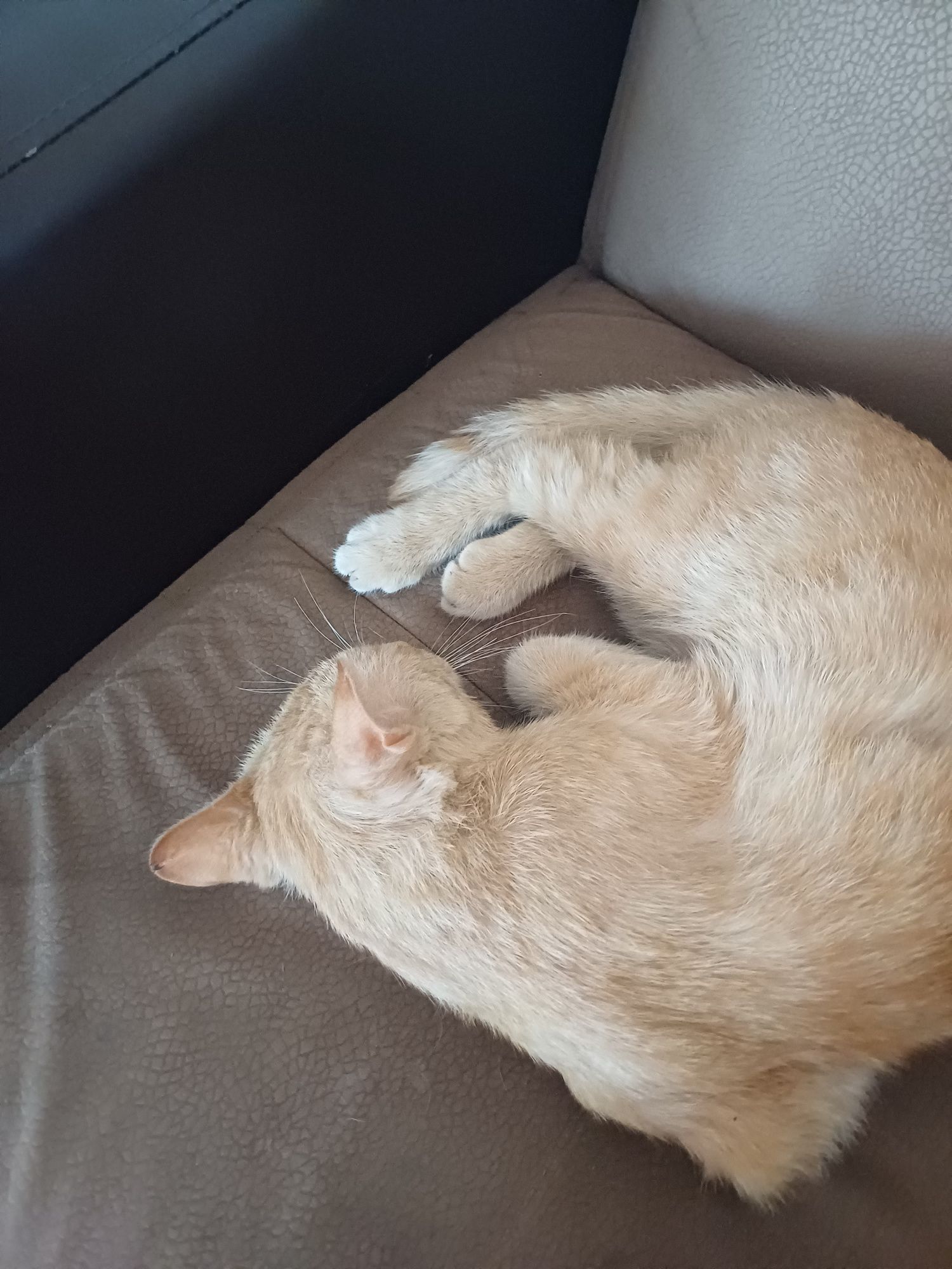 помогите найти кота